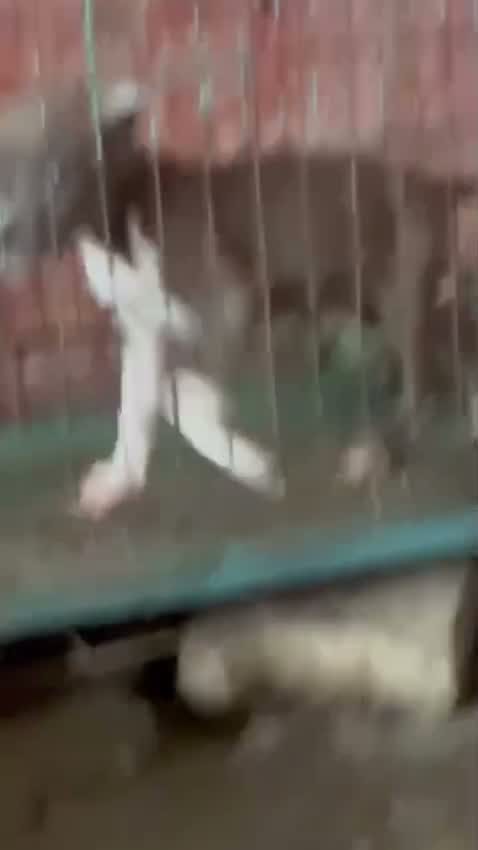 Pitbull Terrier Puppy, farm video