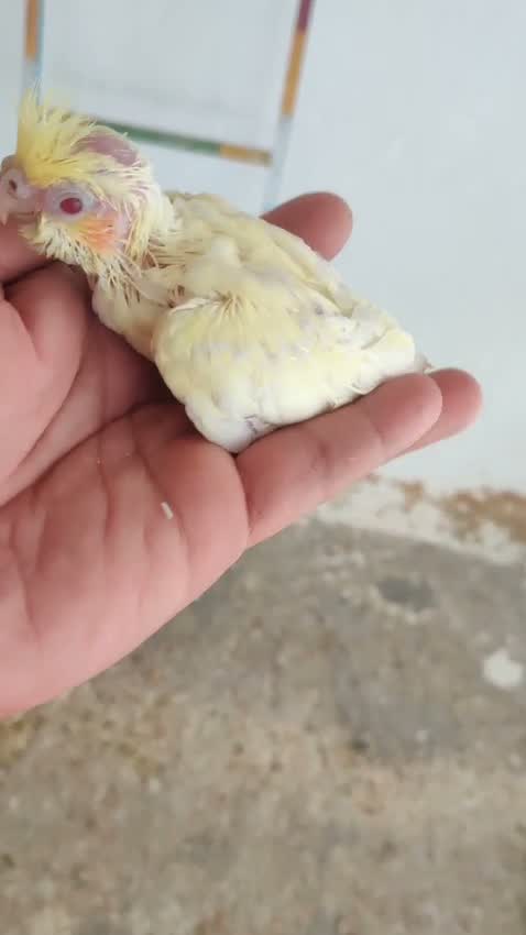 Cockatiel, farm video