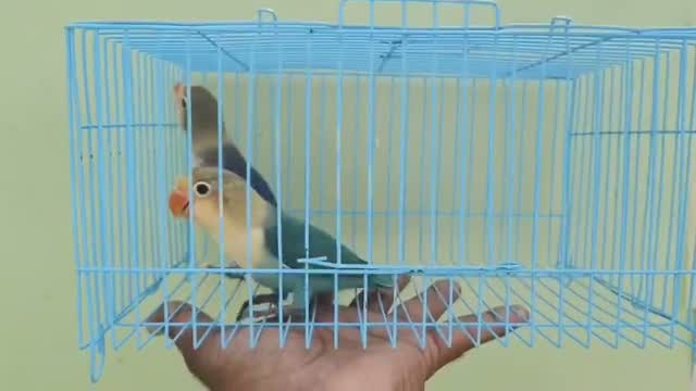 African Love Birds, farm video