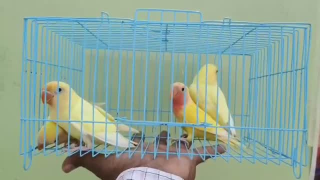 African Love Birds, farm video