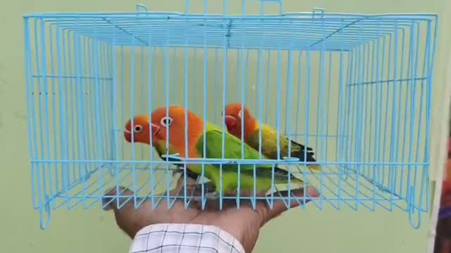 African Love Birds, farm video