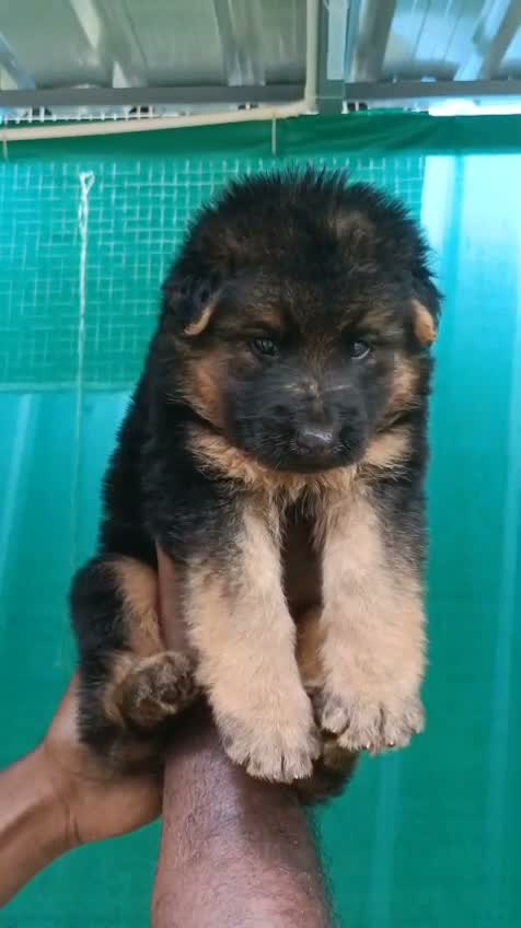 German Shepherd Puppy, farm video