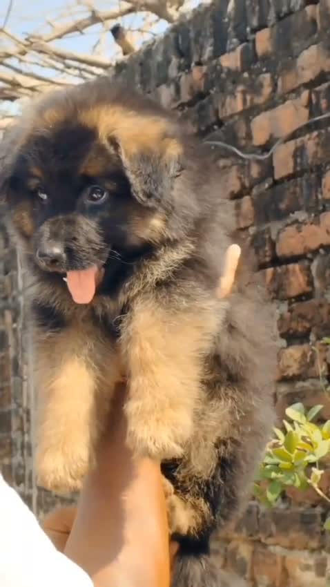 German Shepherd Puppy, farm video