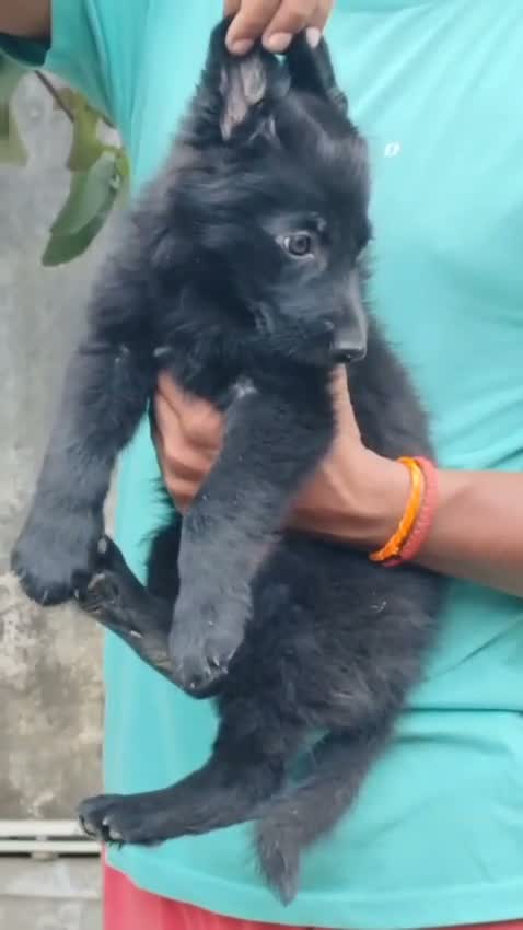 German Shepherd Puppy, farm video