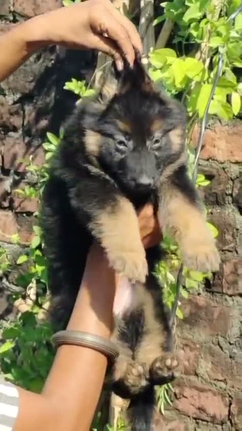 German Shepherd Puppy, farm video