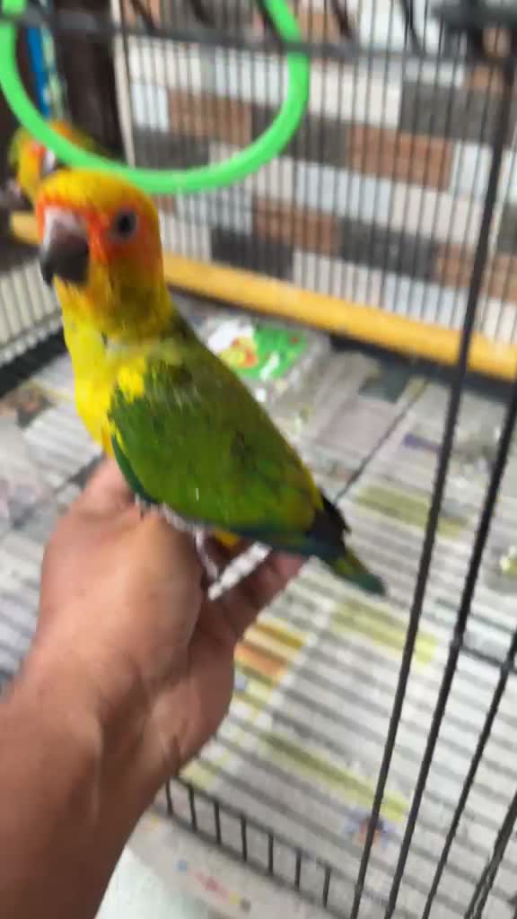 Sun Conure, farm video
