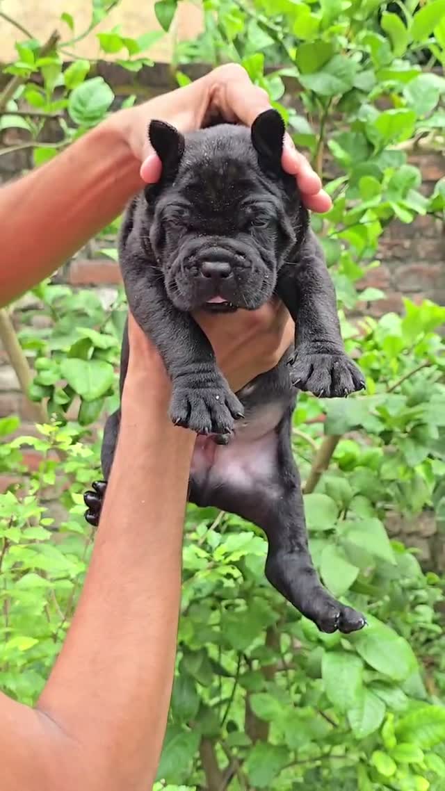 Cane Corso Puppy, farm video