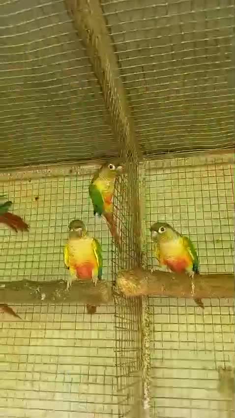 Small Cheek Conure, farm video