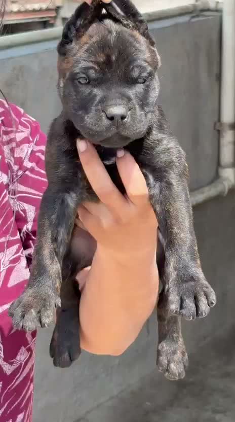 Cane Corso Puppy, farm video