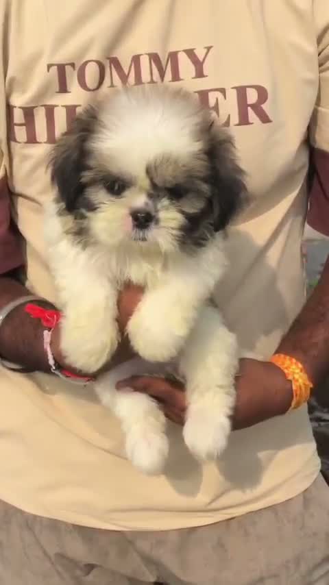 Shih Tzu Puppy Brown & White, farm video