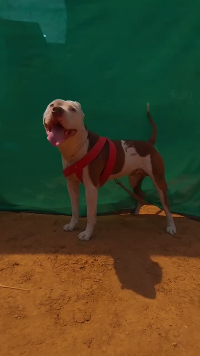 Pitbull Terrier Puppy, farm video