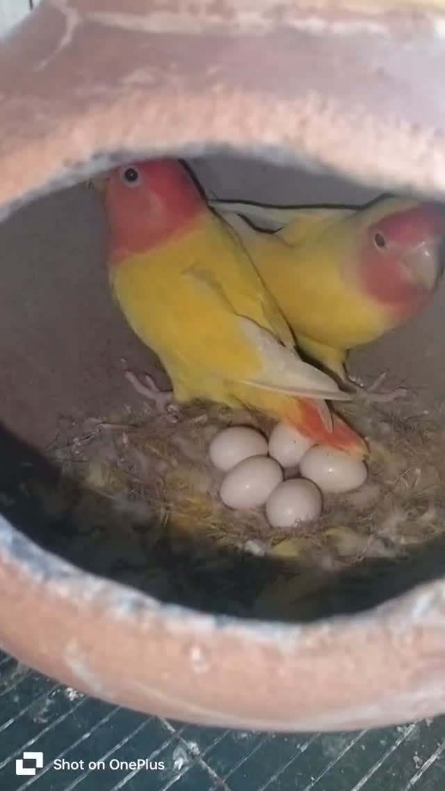 African Love Birds, farm video