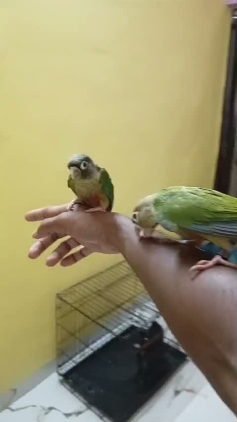 Pineapple Headed Conure, farm video
