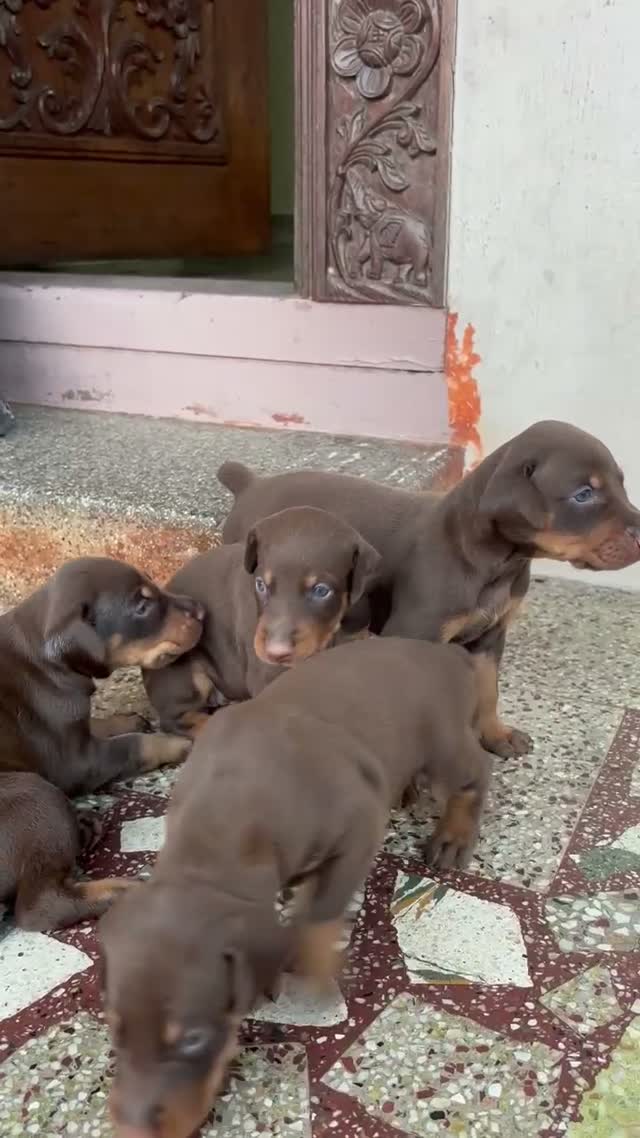 Doberman Pinscher Puppy, farm video