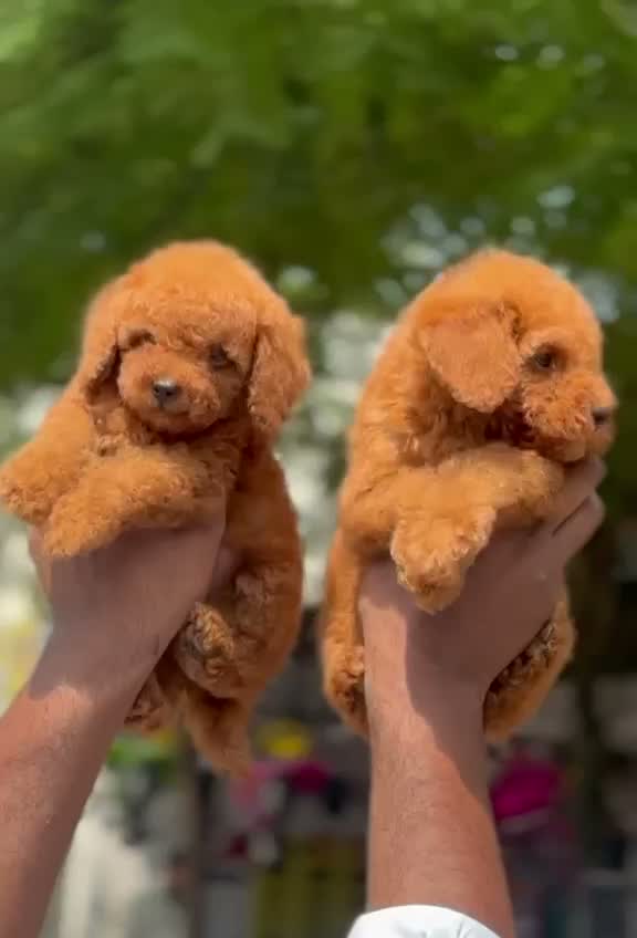 Standard Poodle Puppy, farm video