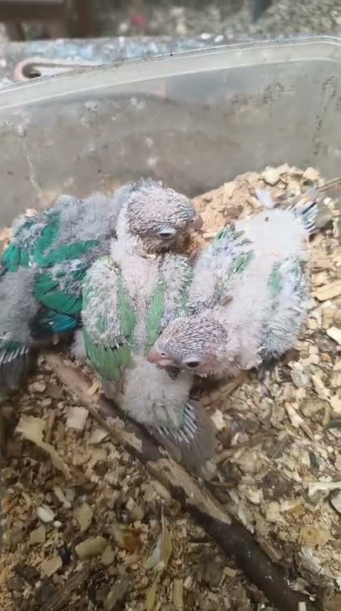Small Cheek Conure, farm video