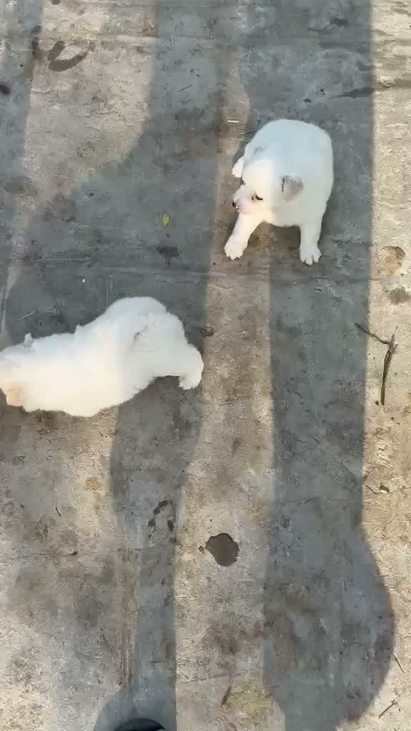 Pomeranian Puppy, farm video