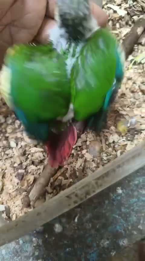 Small Cheek Conure, farm video