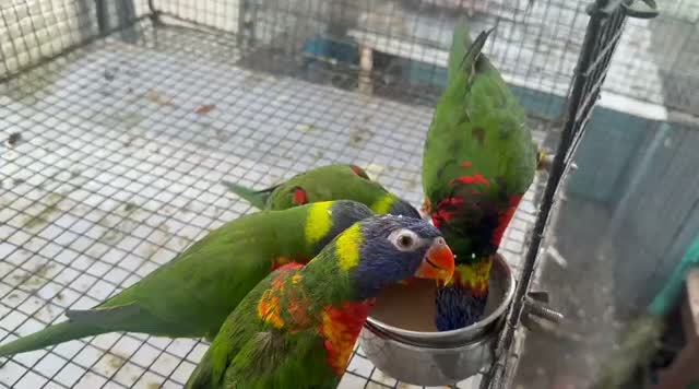 Chattering Lorikeet, farm video