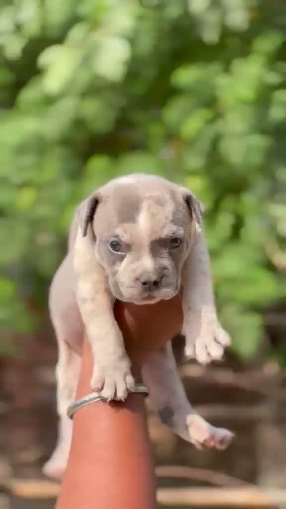 American Bully Pocket Size Puppy, farm video
