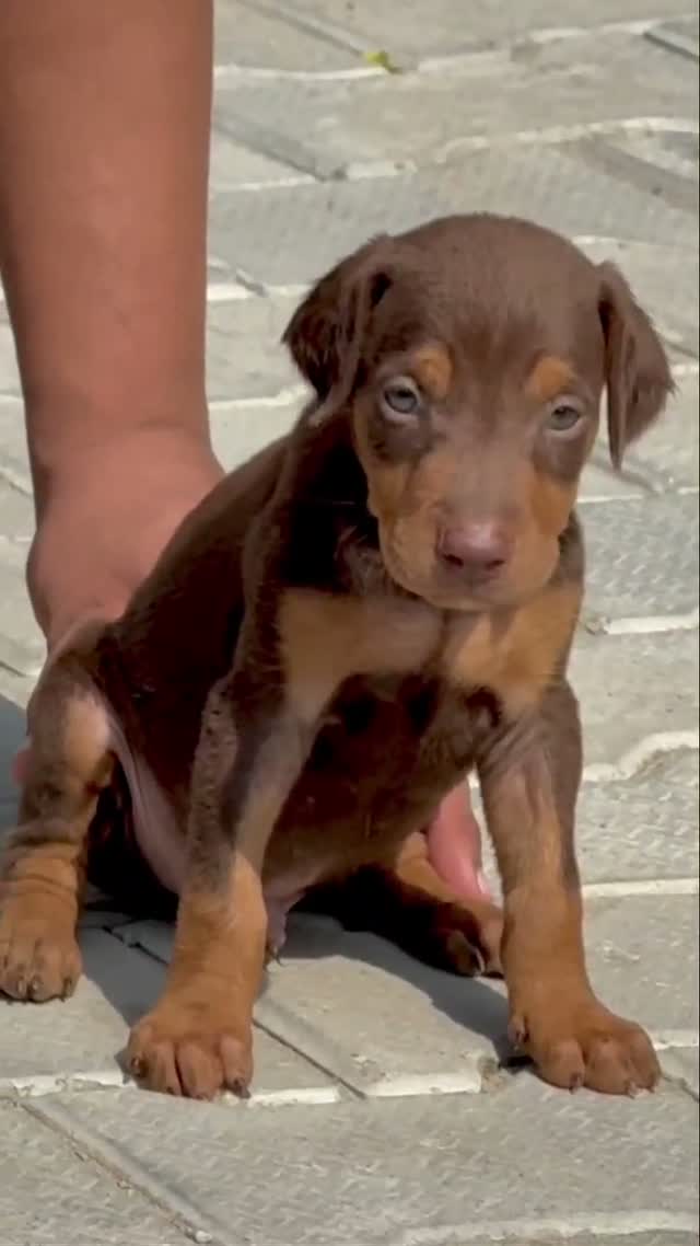 Doberman Pinscher Puppy, farm video