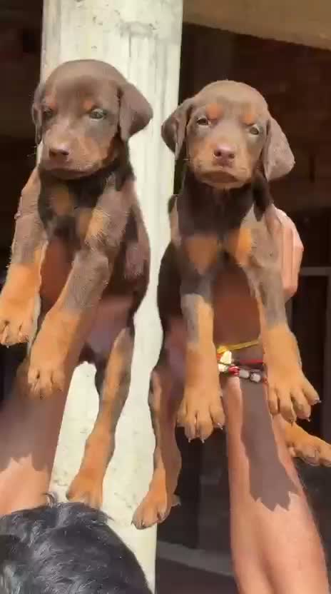 Doberman Pinscher Puppy, farm video