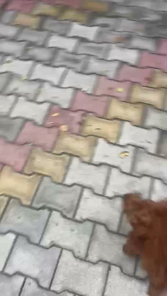 Standard Poodle Puppy, farm video