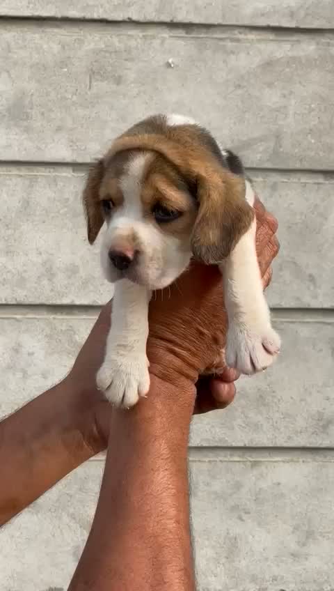 Beagle | Lemon & White | Puppy, farm video