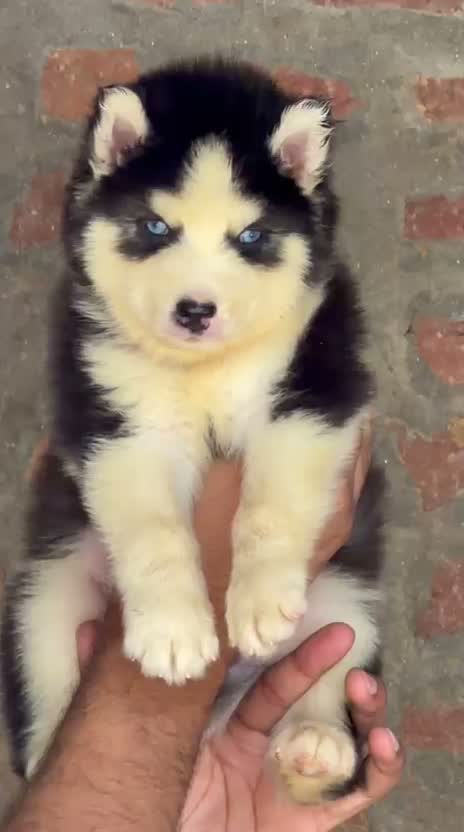 Siberian Husky Puppy | Black & White Color, farm video