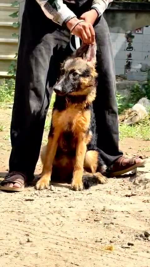 German Shepherd Puppy, farm video