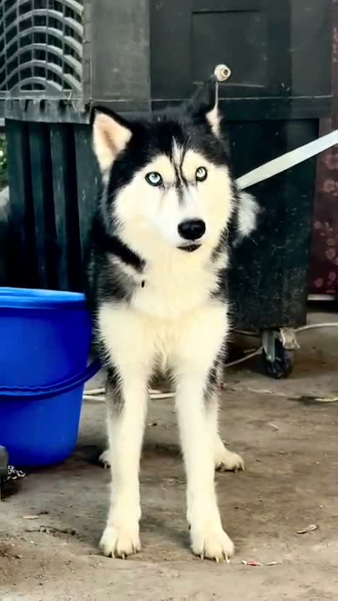 Siberian Husky Puppy | Black & White Color, farm video