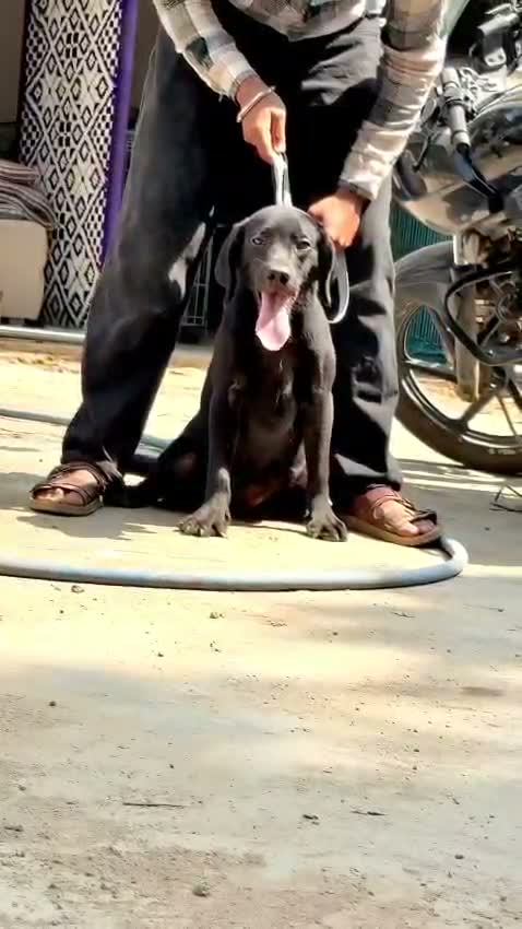 Dachshund Puppy, farm video
