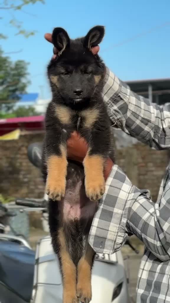 German Shepherd Puppy, farm video