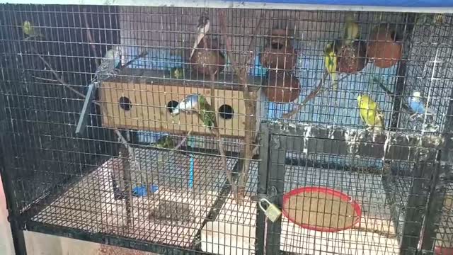 African Love Birds, farm video