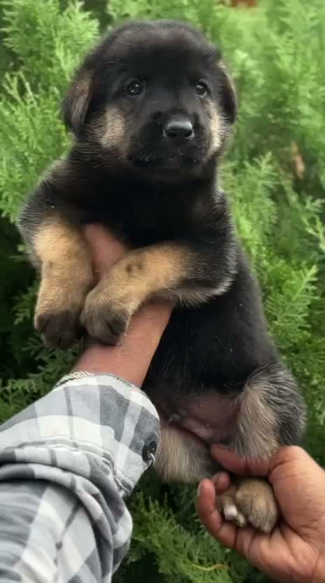 German Shepherd Puppy, farm video