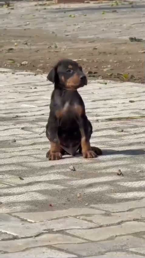 Doberman Pinscher Puppy, farm video