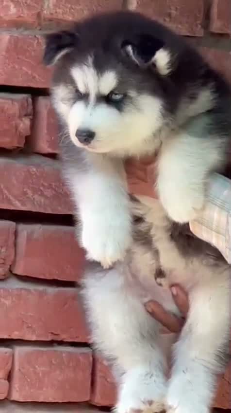 Siberian Husky Puppy | Black & White Color, farm video