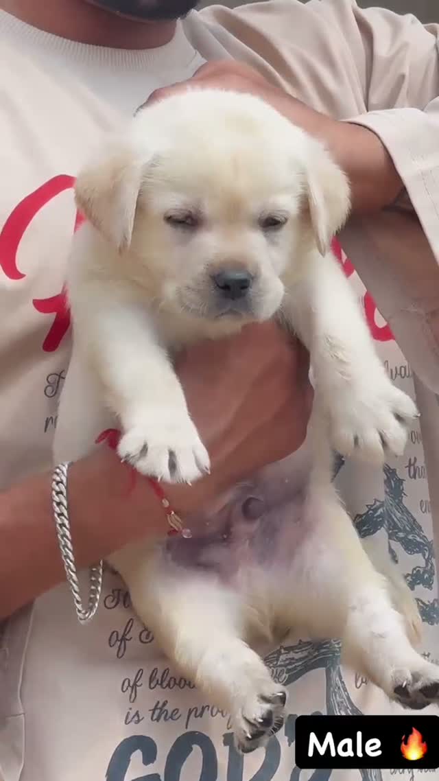 Beagle Black & Tan Puppy, farm video