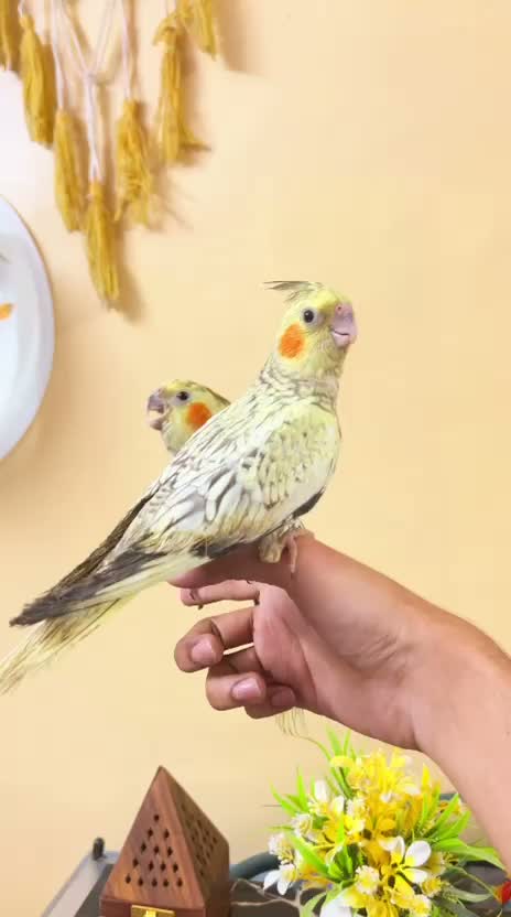 Cockatiel | White Face, farm video