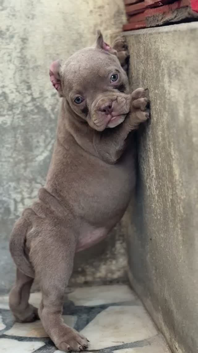 American Bully Pocket Size Puppy, farm video