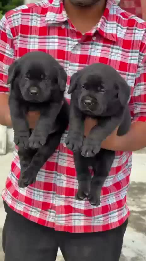 Beagle Black & Tan Puppy, farm video