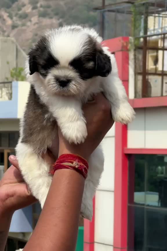 Shih Tzu | Black Color, farm video