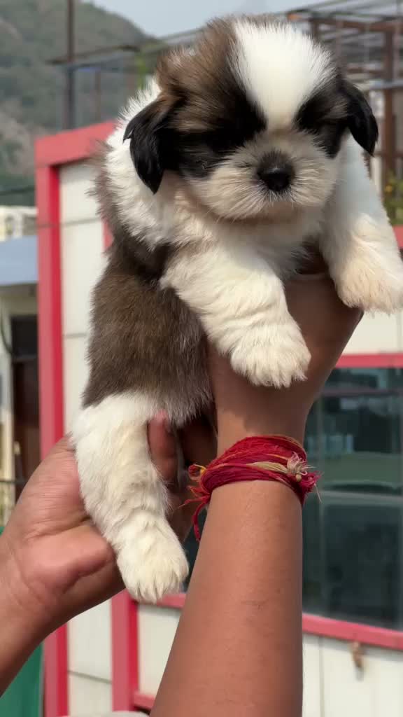Shih Tzu | Black Color, farm video