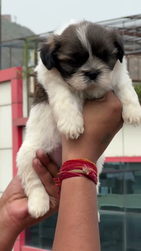 Shih Tzu | Black Color, farm video