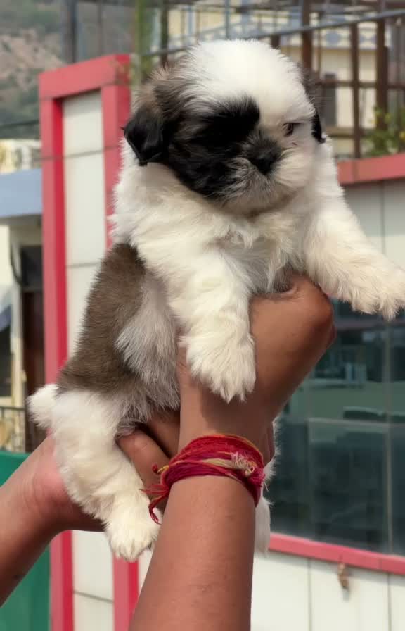 Shih Tzu | Black Color, farm video
