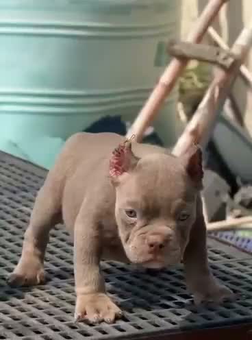 American Bully Pocket Size Puppy, farm video