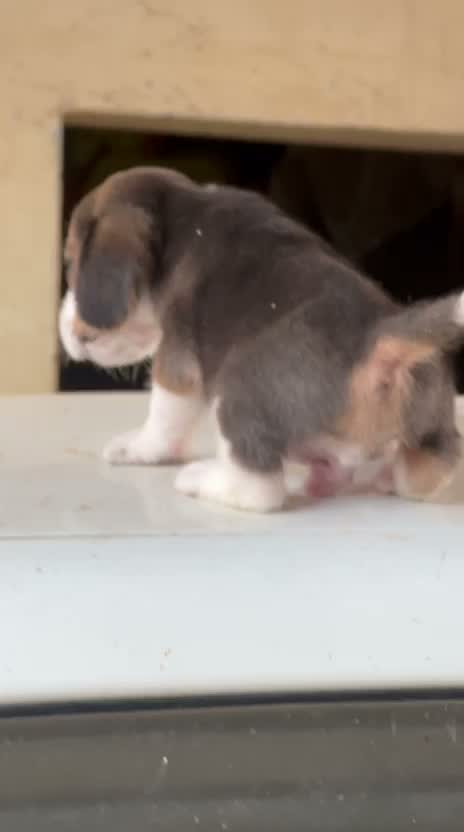 Beagle Black & Tan Puppy, farm video