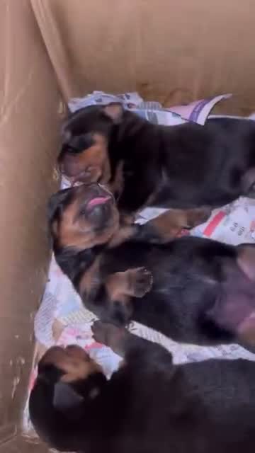 Rottweiler Puppy, farm video