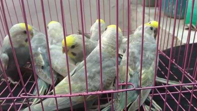 Budgies, farm video