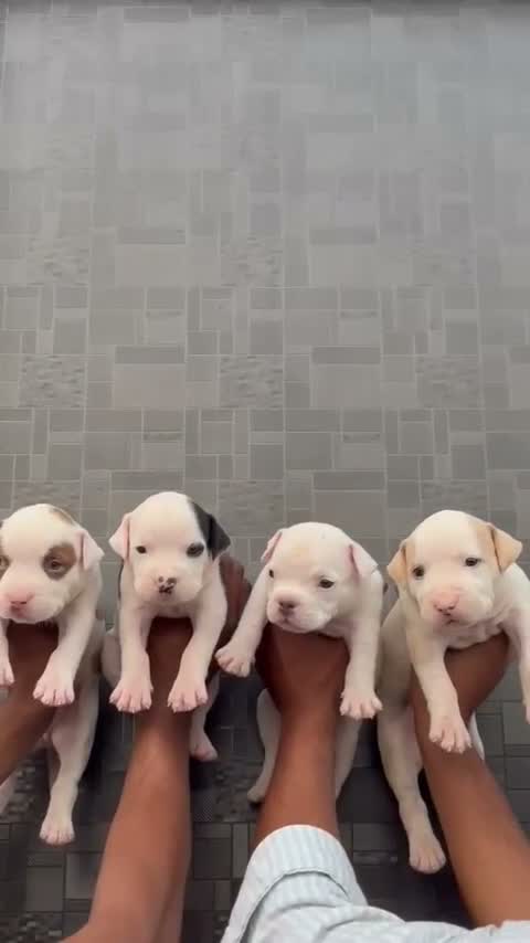 American Bully Pocket Size Puppy, farm video
